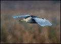 _7SB5638 black-crowned night-heron